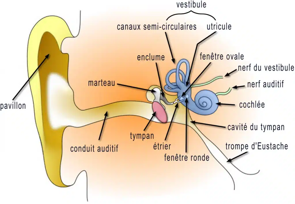 conduction osseuse